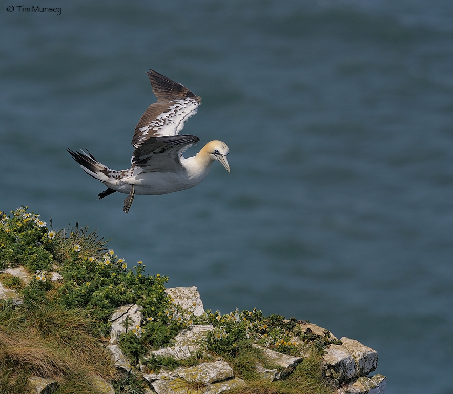 Gannet 070609_3.jpg